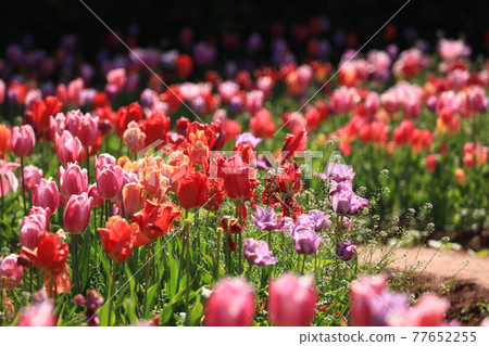 鬱金香 596 77652255