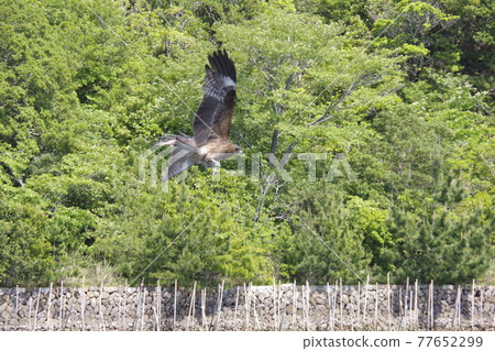 Flight of dragonfly 77652299