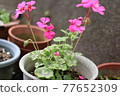 後院花2 77652309