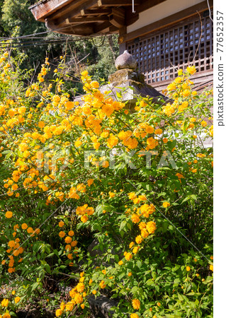 松尾泰莎的山武 77652357