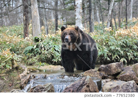 Ezo brown bear (Shintoku-cho, Hokkaido "Sahoro Resort Bear Mountain") Ezo brown bear (Shintoku-cho, Hokkaido "Sahoro Resort Bear Mountain") 77652380