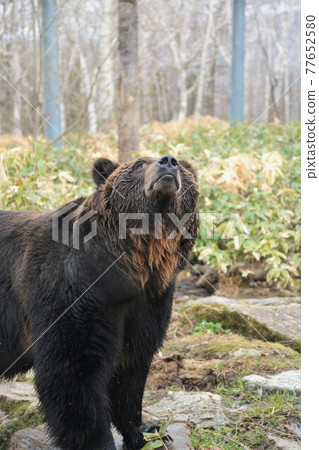 蝦夷棕熊(北海道新得町“佐幌度假村熊山”) 蝦夷棕熊(北海道新得町“佐幌度假村熊山”) 77652580