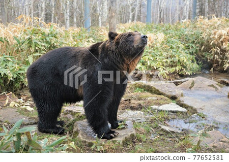 蝦夷棕熊（北海道新得町“佐幌度假村熊山”） 77652581