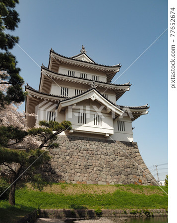 Oshi Castle in full bloom 77652674