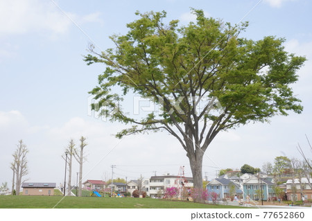 A large tree in Okamuranishi Park, which is large and full of plants in the center of a residential area A large tree in Okamuranishi Park, which is large and full of plants in the center of a residential area 77652860