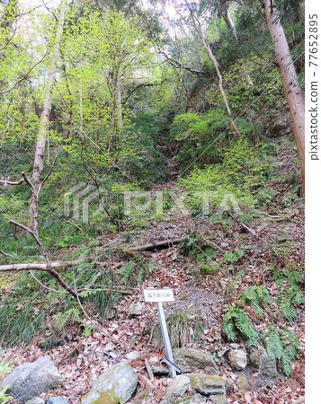 Wado Ruins Open Mining Site 77652895
