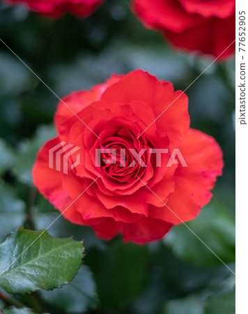 English garden rose English garden rose 77652905