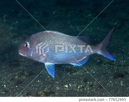 紅鯛魚在海床上游泳 77652993