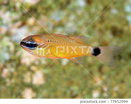 Young fish of Apogon lineatus 77652994