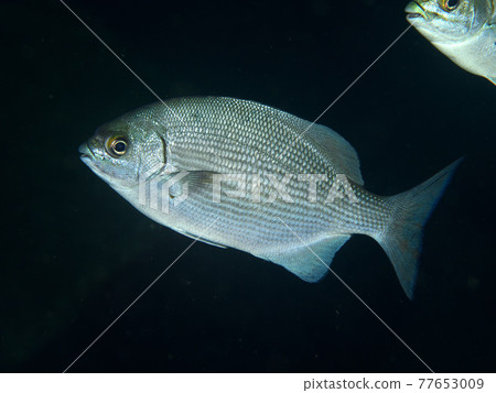 咕嚕咕嚕 77653009