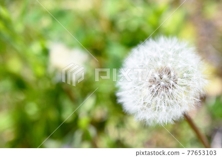 圓形白色蒲公英種子，絨毛 77653103