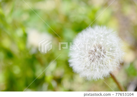 圓形白色蒲公英種子,絨毛 圓形白色蒲公英種子,絨毛 77653104