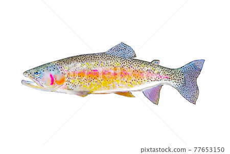 Rainbow trout 77653150