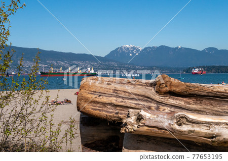 在海灘的大樹在溫哥華，加拿大，藍天、山和海在背景中 77653195