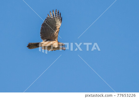 A young bird of the mountain hawk eagle that suddenly jumped out 77653226