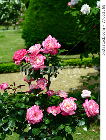 rose rose 77653369
