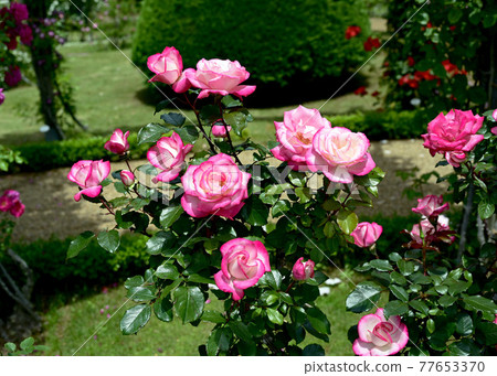 rose rose 77653370