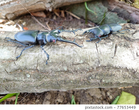 Girafa VS Ookuwagata 77653449