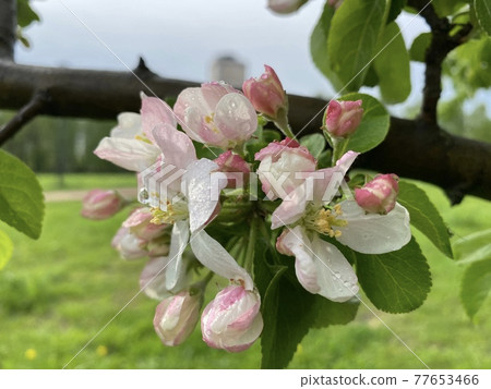 Apple tree in the spring blossom Apple tree in the spring blossom 77653466