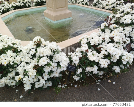 White knockout White knockout 77653481