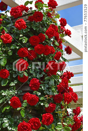 玫瑰花 玫瑰花 77653529