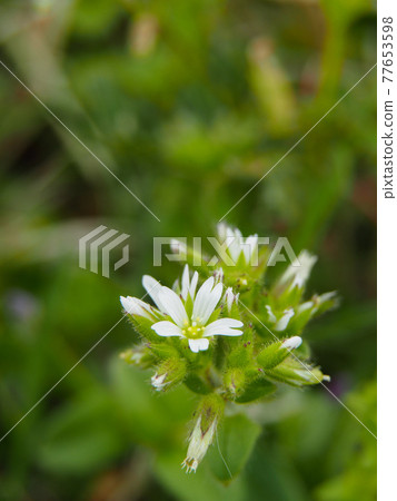 荒川河床上的粘鼠 77653598