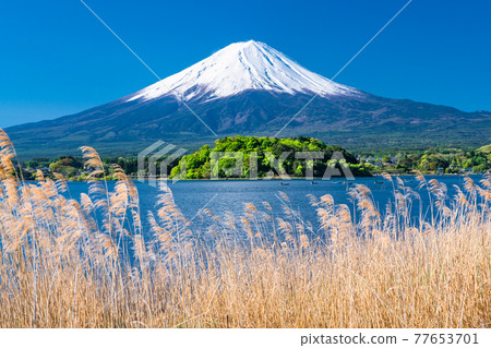 《Yamanashi Prefecture》 Early summer view of Mt. Fuji and Lake Kawaguchiko 77653701
