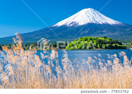 《Yamanashi Prefecture》 Early summer view of Mt. Fuji and Lake Kawaguchiko 《Yamanashi Prefecture》 Early summer view of Mt. Fuji and Lake Kawaguchiko 77653702