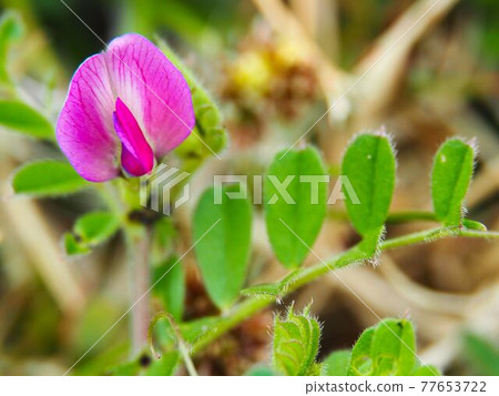 Vetch on the Arakawa River 77653722