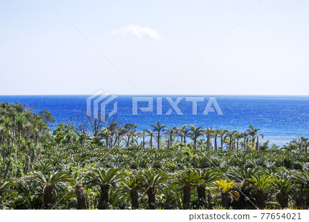 奄美大島的風景 奄美海洋熱帶植物和海洋熱帶度假村 奄美大島的風景 奄美海洋熱帶植物和海洋熱帶度假村 77654021