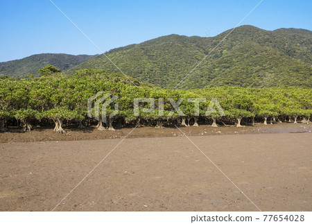 奄美大島風光紅樹林紅樹林原始森林和住世川黑潮森林 77654028