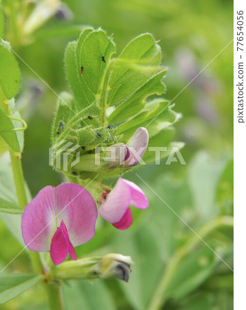 Vetch on the Arakawa River Vetch on the Arakawa River 77654056