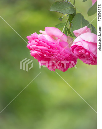 英國花園玫瑰 英國花園玫瑰 77654278