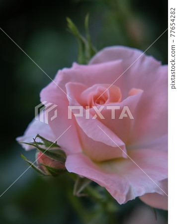 English garden rose English garden rose 77654282