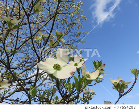 Blue sky and white dogwood Blue sky and white dogwood 77654298