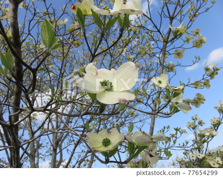 Blue sky and white dogwood 77654299