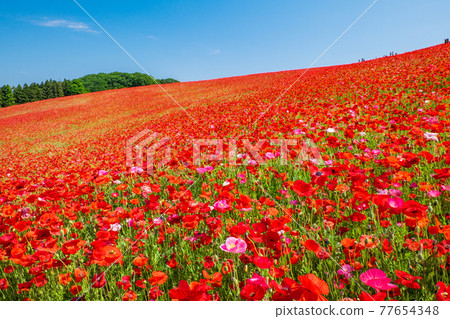 Red Poppy in the Sky 2 Red Poppy in the Sky 2 77654348