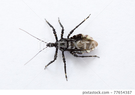 Agriosphodrus turtle Agriosphodrus turtle 77654387