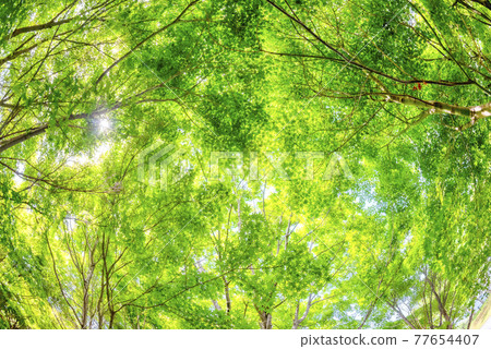 神奈川縣宮瀨湖濱公園的新鮮綠楓的圖像剪裁 神奈川縣宮瀨湖濱公園的新鮮綠楓的圖像剪裁 77654407