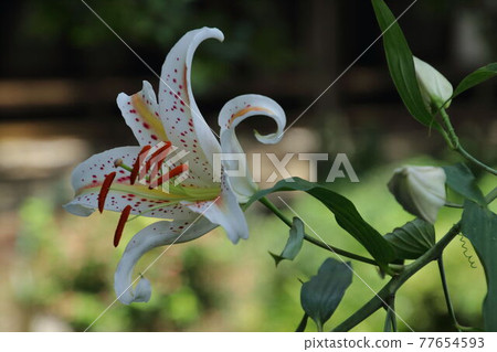 開花在satoyama的山百合 開花在satoyama的山百合 77654593
