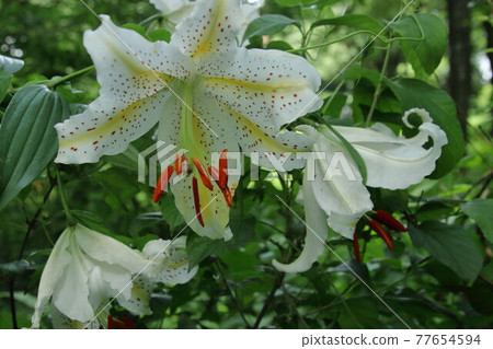 開花在satoyama的山百合 77654594
