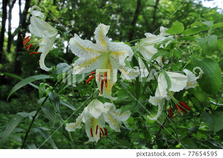 開花在satoyama的山百合 開花在satoyama的山百合 77654595