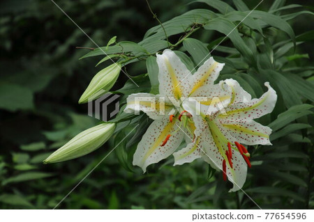開花在satoyama的山百合 開花在satoyama的山百合 77654596