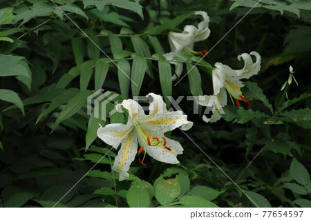 開花在satoyama的山百合 開花在satoyama的山百合 77654597