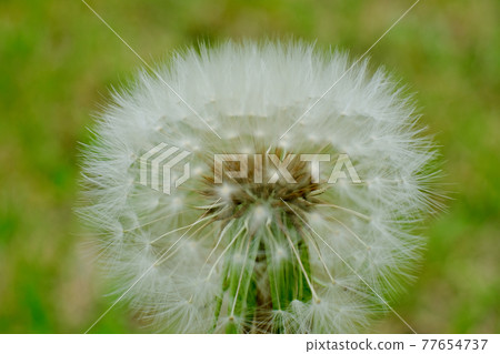 蒲公英的絨毛 蒲公英的絨毛 77654737