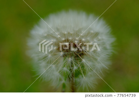 蒲公英的絨毛 蒲公英的絨毛 77654739