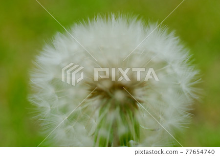 Dandelion's fluff 77654740