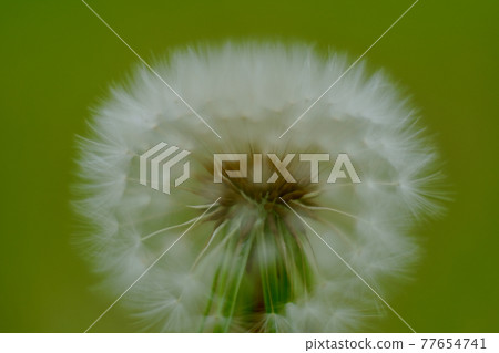 Dandelion's fluff Dandelion's fluff 77654741