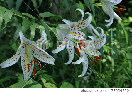 開花在satoyama的山百合 77654750