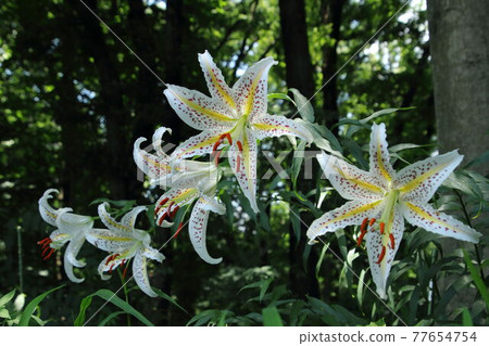 開花在satoyama的山百合 開花在satoyama的山百合 77654754